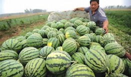 青岛潍坊网红吃瓜,吃瓜群众的美食盛宴